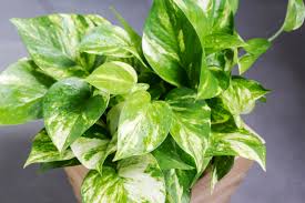 Ceres Life Blog 20 Propogating Devil's Ivy