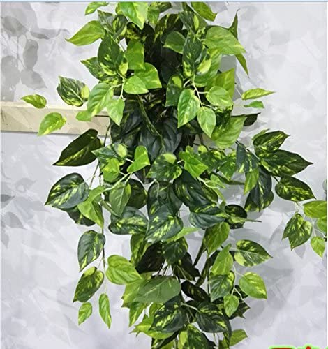 Propogate Devil's Ivy