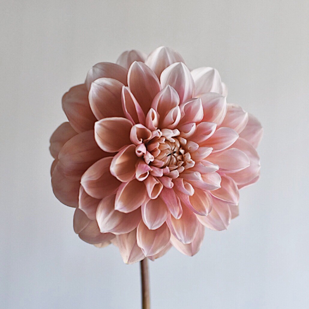 Ceres Life Blog 5 Simple Flower Arranging Tips